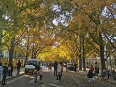 -三里屯东五街银杏大道