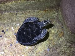 -大连圣亚海洋世界