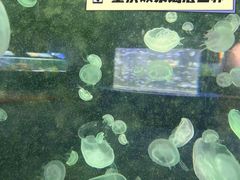 -重庆欢乐海底世界