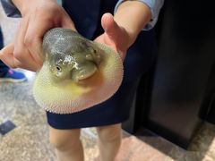 -肆月河豚·淮扬菜·湘菜(华天店)