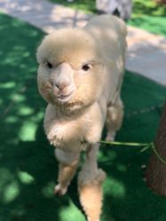 点击看大图 -萌宠亲子动物乐园(槐房万达店)