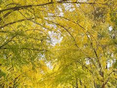 -三里屯东五街银杏大道