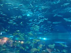 -海合安武汉极地海洋公园