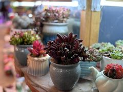 -双季花艺园艺市场(浦东店)