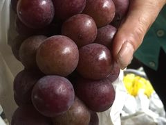 -马陆小张葡萄园农家乐