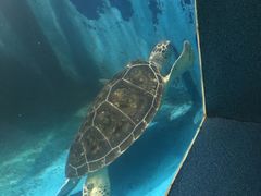 -北戴河圣蓝海洋公园