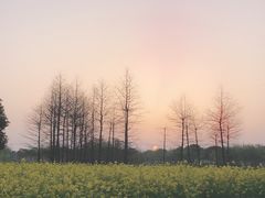 -贡湖湾湿地公园