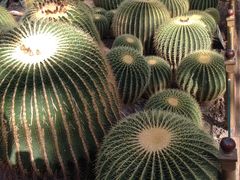 -北京植物园-展览温室
