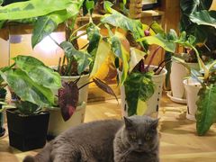 -Rabbit Cafe私房西餐甜点咖啡(栖霞路店)