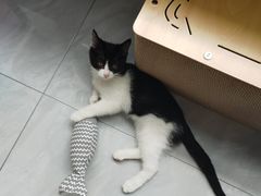 -宠颐生汉谟拉比宠物医院