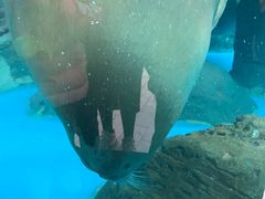-海合安成都极地海洋公园