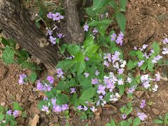 -秀儿家の小确幸花园西餐厅