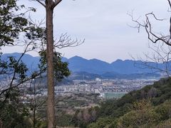 -新建村梅花