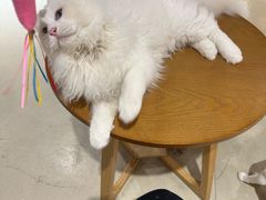 -藏猫猫咖啡主题馆(中央大道店)