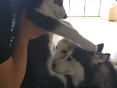 -Husky Go! 哈士奇体验馆·宠物咖啡厅狗咖