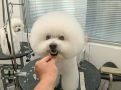 -帕帕拉兹宠物(亚洲旗舰店)