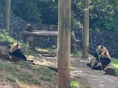 -都江堰中华大熊猫苑