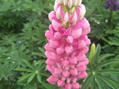 -深圳市中科院仙湖植物园