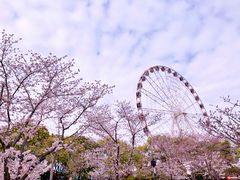 -顾村公园