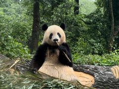 -中国大熊猫保护研究中心雅安碧峰峡基地