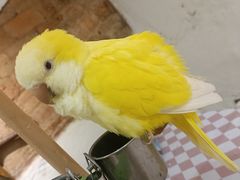-深圳鸟咖鹦花岛