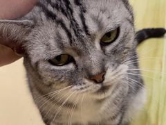 -藏猫猫咖啡主题馆(中央大道店)