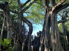 -瑞丽独树成林风景区