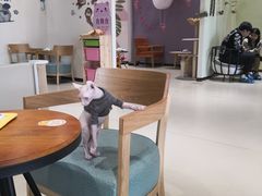 -藏猫猫咖啡主题馆(中央大道店)