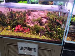 -大自然花鸟鱼虫市场