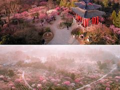 -梅花山(明孝陵内)