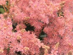 -双季花艺园艺市场(浦东店)