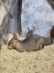 -Zoolung Zoolung动物主题公园(海信广场店)