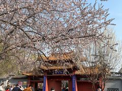 -桃花堤公园