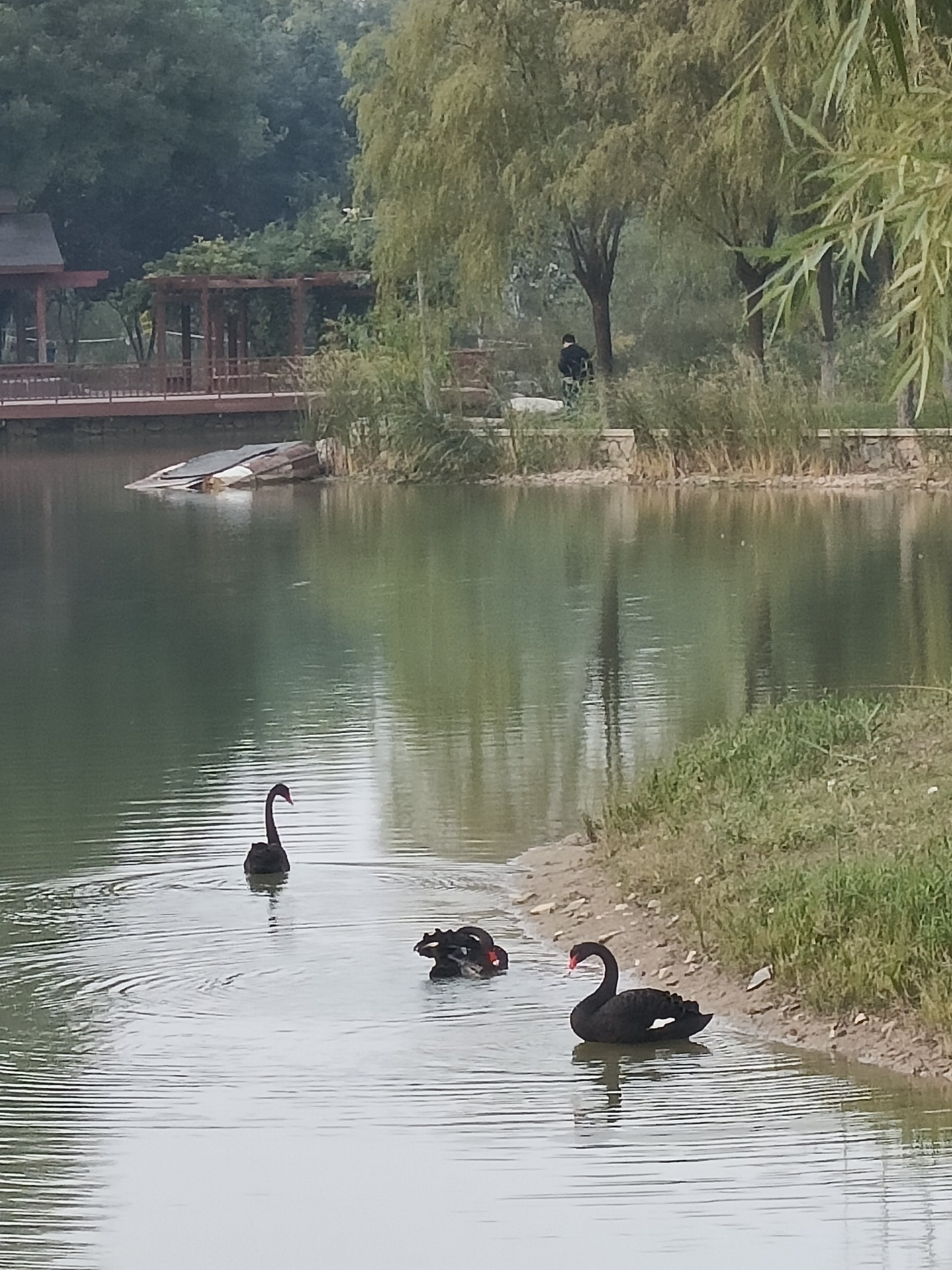 京城槐园图片