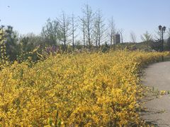 -永定河休闲森林公园