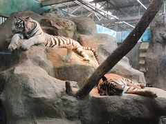 -清迈夜间动物园