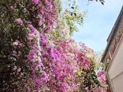 -深圳国际园林花卉博览园