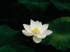 -龙头寺公园