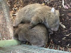 -费瑟代尔野生动物园