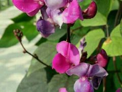 -杭州湾海上花田景区