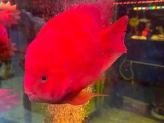 -大自然花鸟鱼虫市场