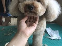 -优缇多格专业宠物美容师培训学校