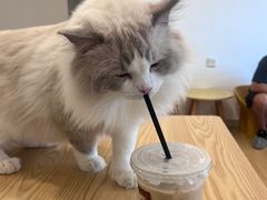 -有喵·猫咖·狗咖·30几只猫10只小狗(岗厦店)