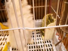 -猫猫幼稚园·撸猫·桌游·电玩