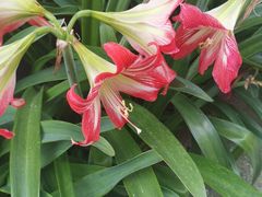 -老东北大铁锅·烧烤·东北菜