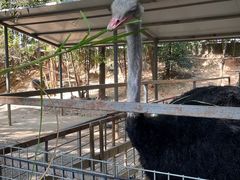 -东莞香市动物园