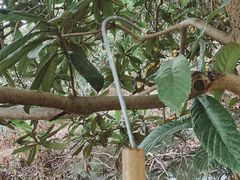 -塘栖枇杷特色园区