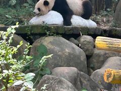 -广州长隆飞鸟乐园
