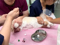-北京观赏动物医院·24小时大型综合·猫专科·异宠专科