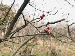 -洛阳市隋唐城遗址植物园